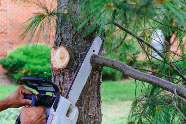 Best Tree Trimming and Pruning  in Winston, OR